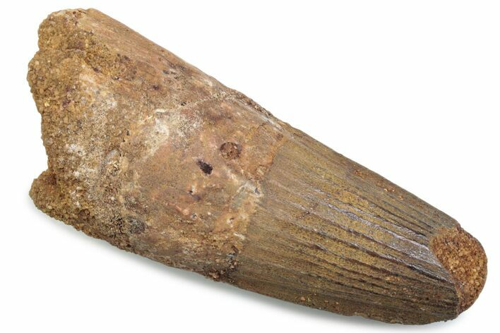 Fossil Spinosaurus Tooth - Feeding Worn Tip #381096